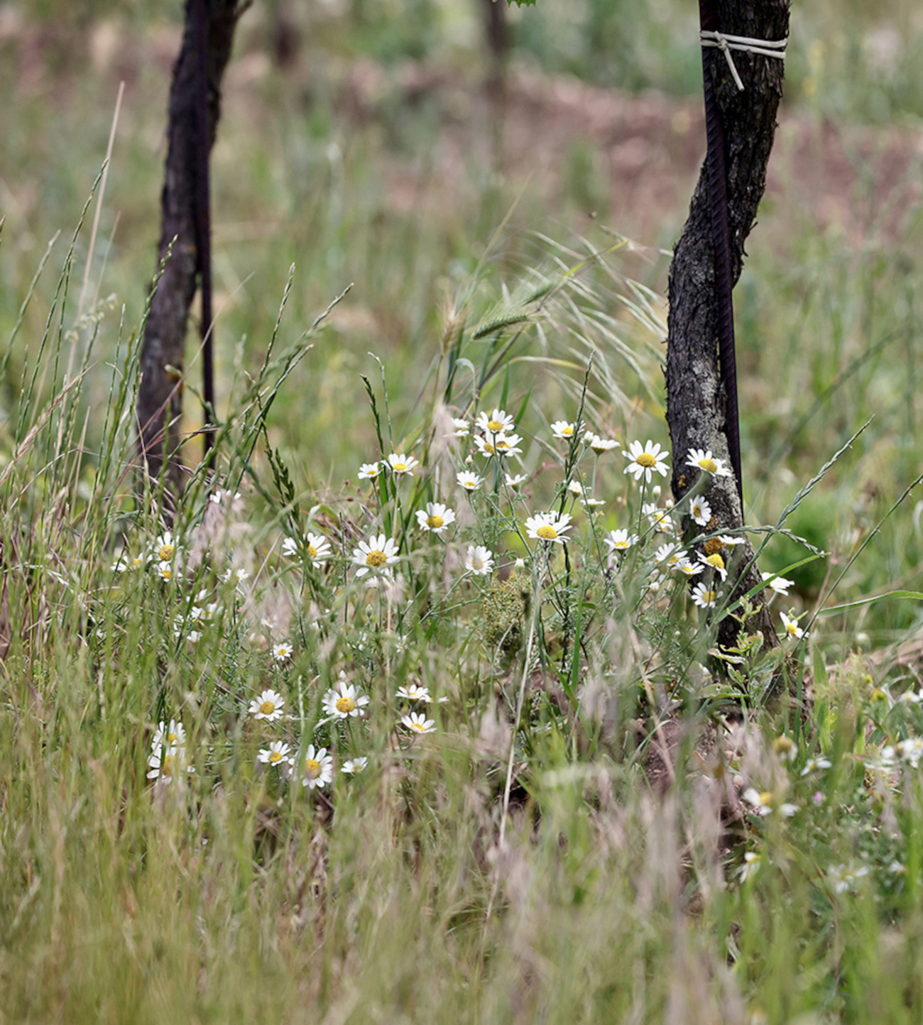 Rebstock mit Begrünung in der Ried Satz, eine der Rieden von Weiden am See im Burgenland.