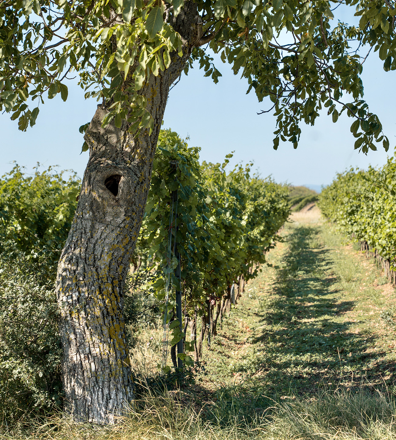 Alter Baum im Weingarten des Weinguts Hareter – Biowein aus den Rieden von Weiden am See.