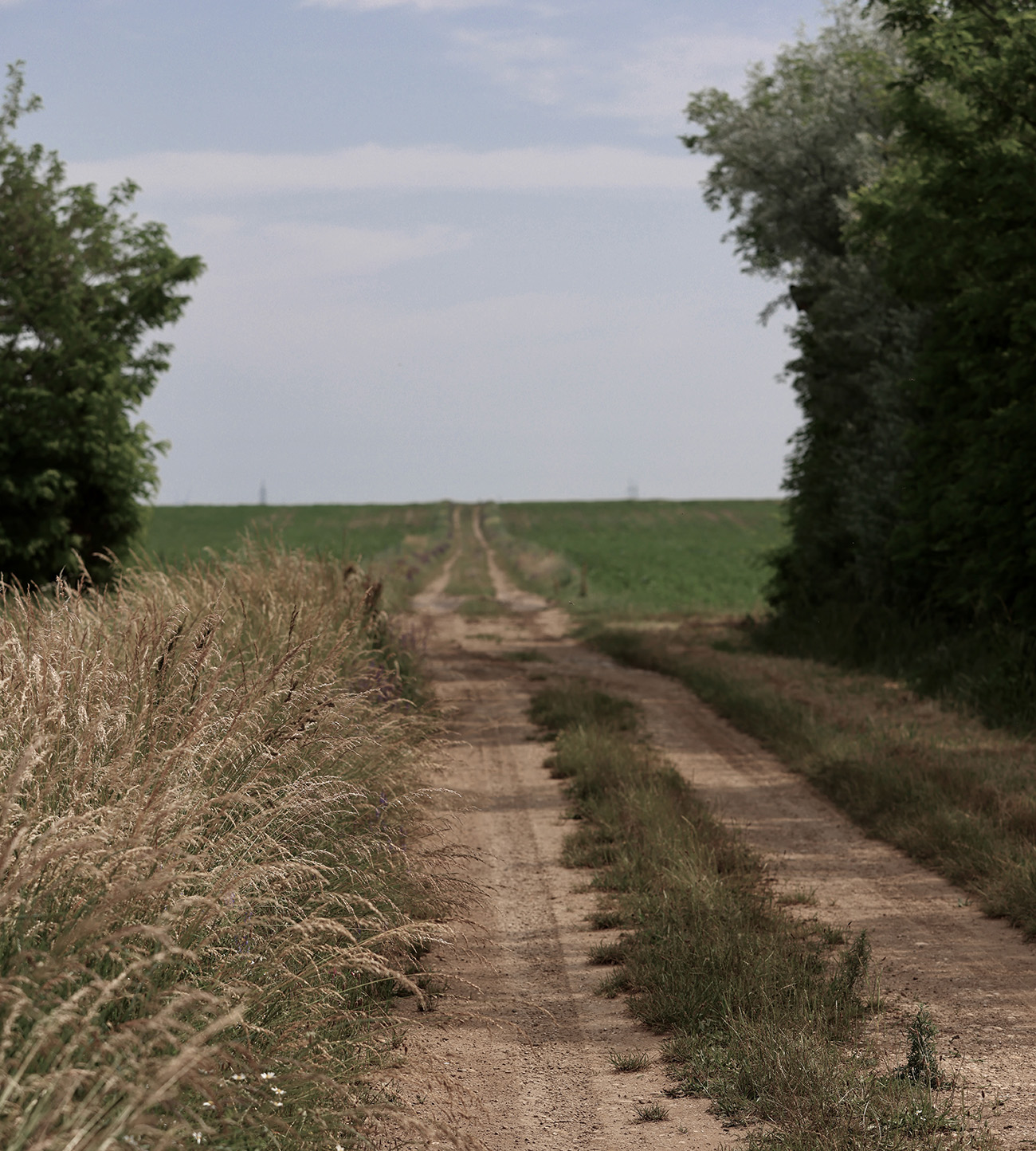 Güterweg in die Weite der Natur des Weinguts Hareter – Biowein aus den Rieden von Weiden am See.
